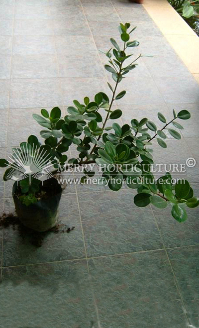 Ficus macrocarpa